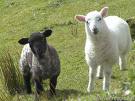 http://tbn0.google.com/images?q=tbn:hao-RYLSWLdgiM:http://www.reggie.net/photos/ireland/sligo/carrowkeel/4737304_black_and_white_sheep-600.jpg