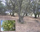 http://www.parks.ca.gov/pages/22491/images/john_muir_national_historic_site_olive_orchard_planted_1800s.jpg